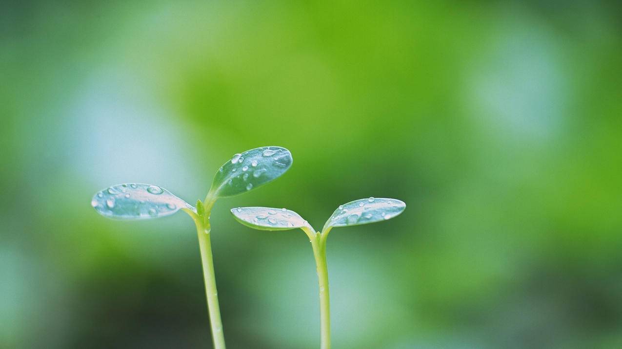 小清新植物嫩芽绿色护眼高清壁纸