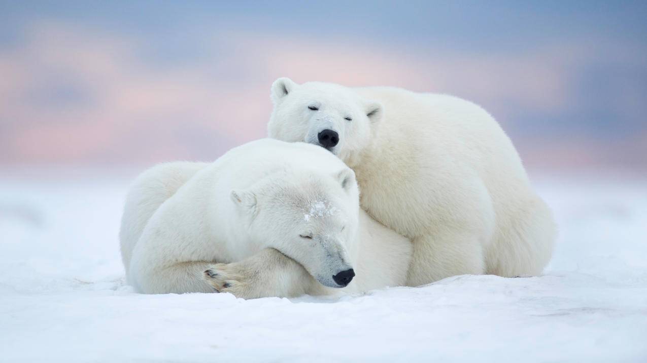 北极熊 白熊 雪地 冰地 俩只趴伏 4K高清萌动物壁纸