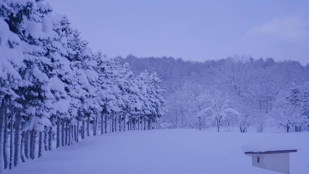 雪 冬天 雪景 4k 风景