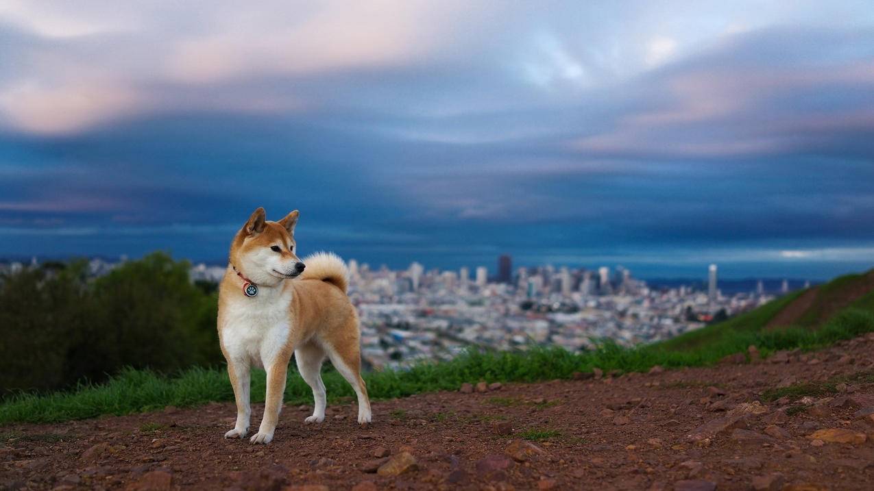 萌宠动物秋田犬汪星人狗高清壁纸