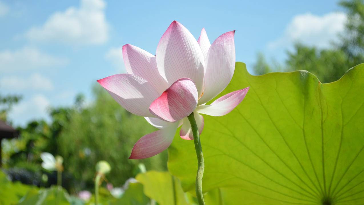 花朵植物荷花4k壁纸