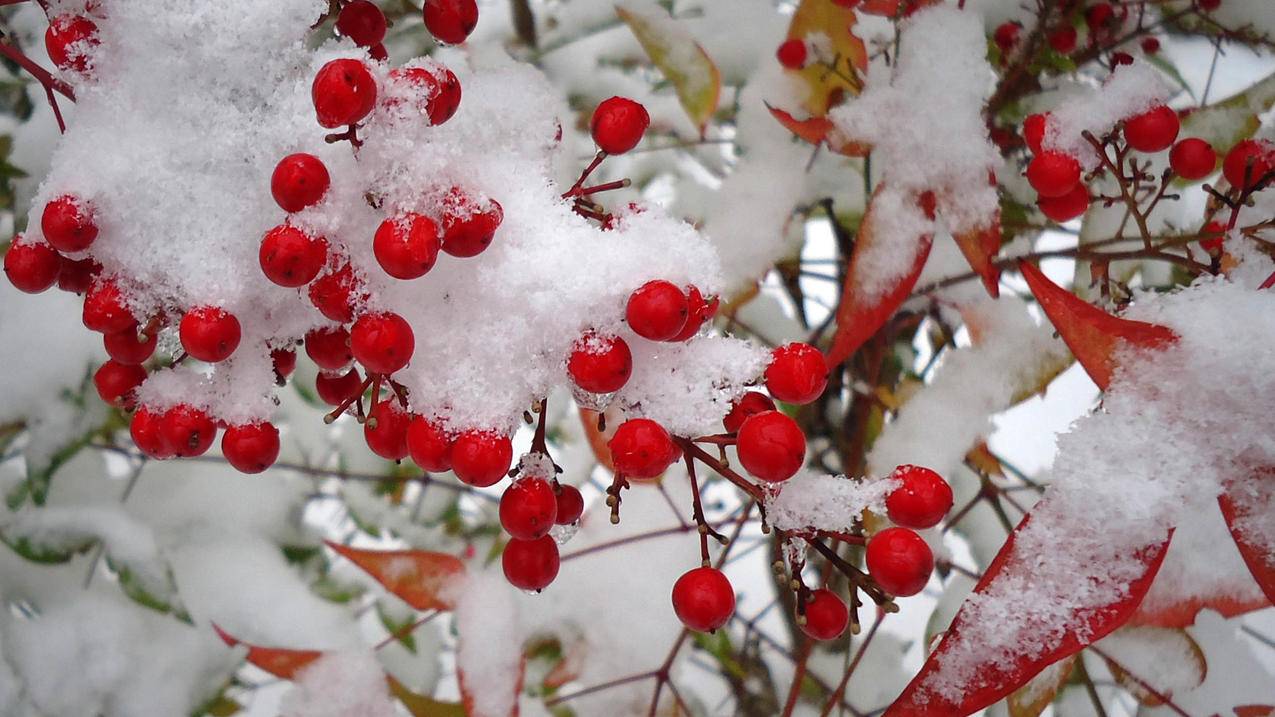 红色果实冰雪5k壁纸