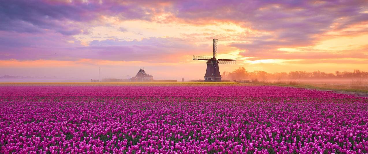 郁金香花海风景3440x1440带鱼屏壁纸