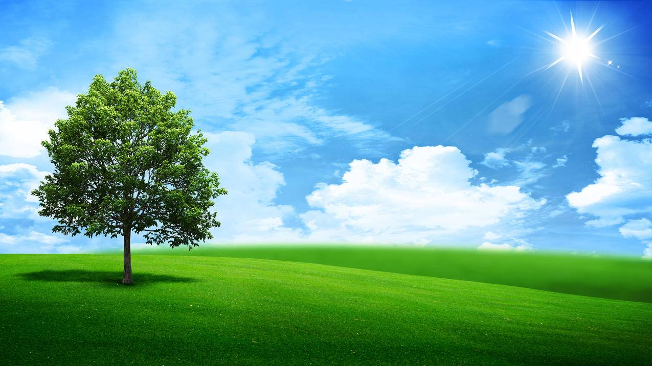 风景与绿色的树4k壁纸 图片编号 壁纸网