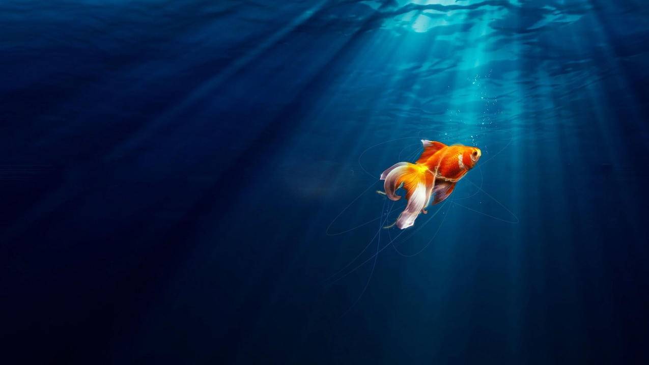 动物金鱼7秒的记忆可爱唯美意境游安静水下高清壁纸 图片编号2542 壁纸网