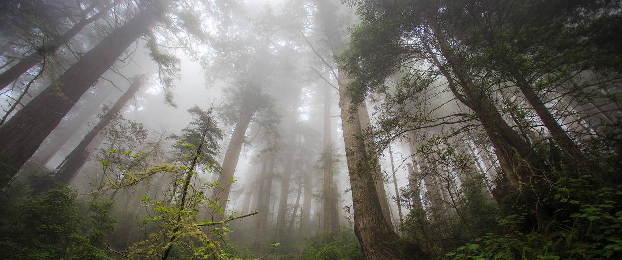 红杉树林风景带鱼屏壁纸