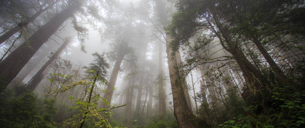 红杉树林风景带鱼屏壁纸