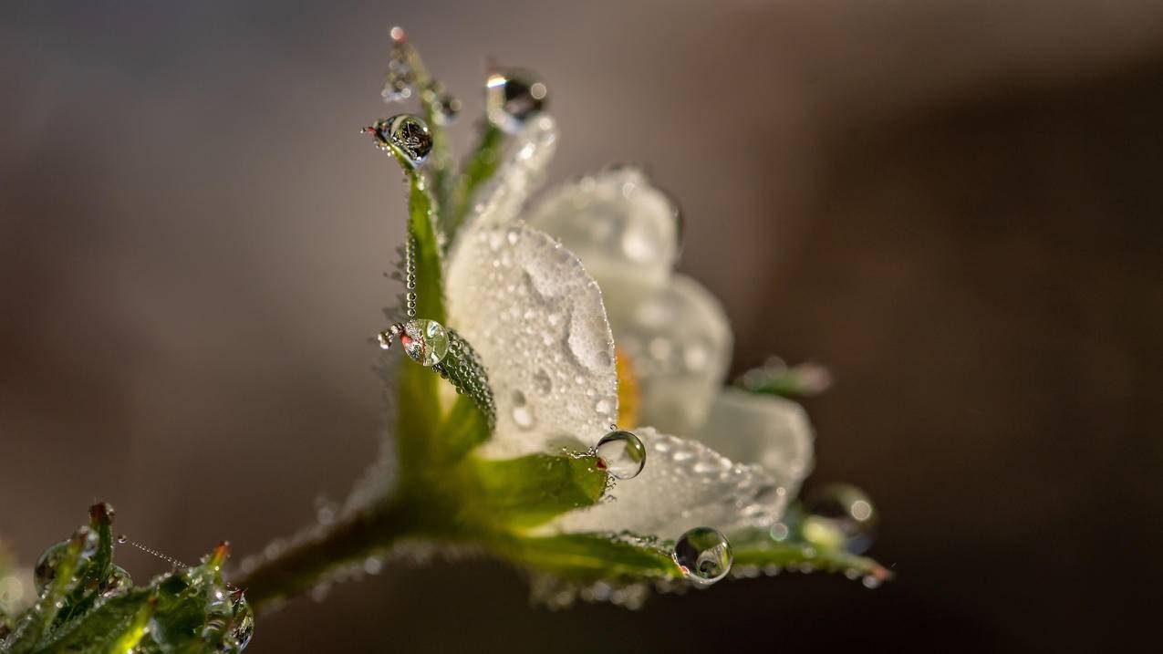 鲜花 水滴 水珠 4k电脑壁纸 4k手机壁纸