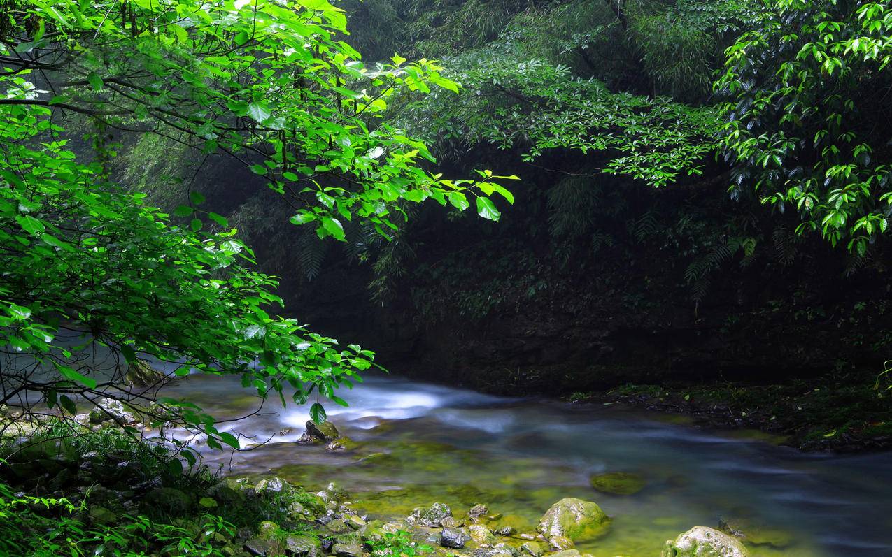 风景自然风光溪流森林高清壁纸