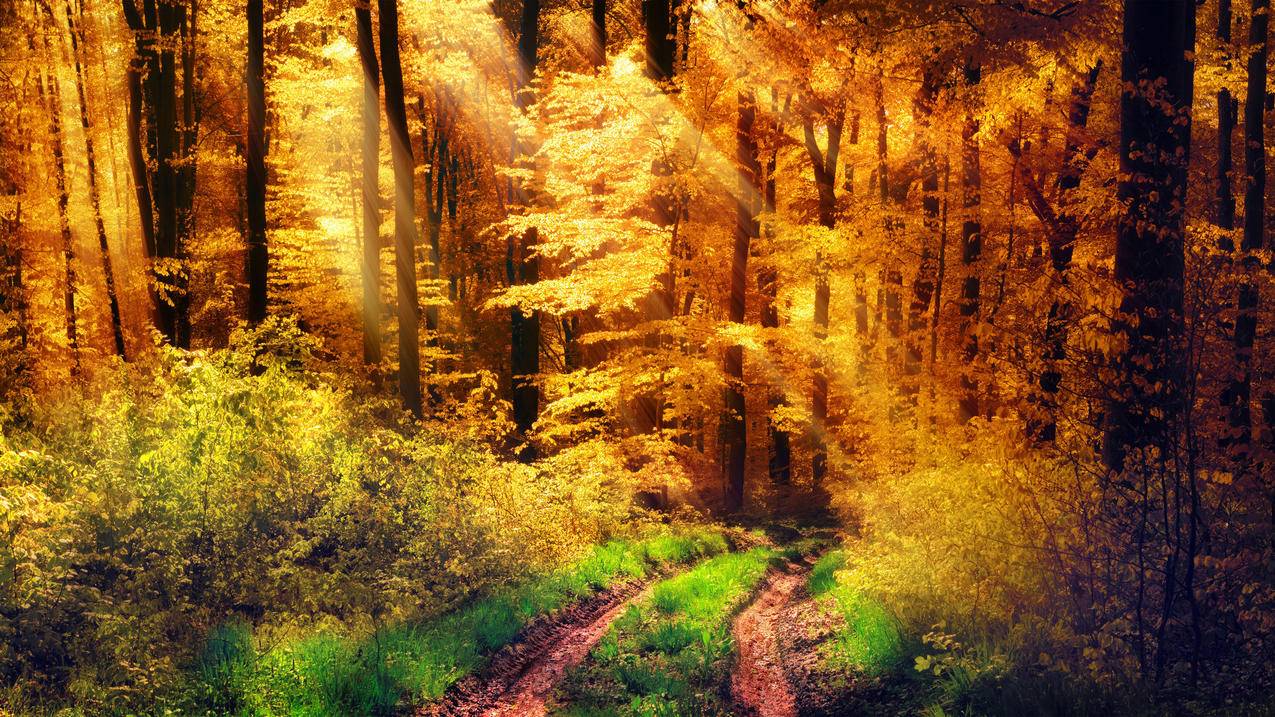 自然森林 黄色的太阳 秋天 树木 草 小路 4K高清风景壁纸