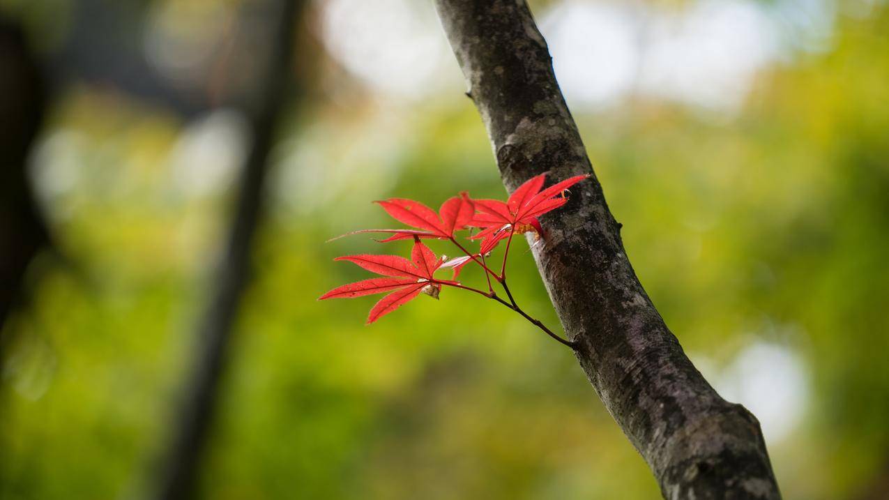 植物4k壁纸 编号284085