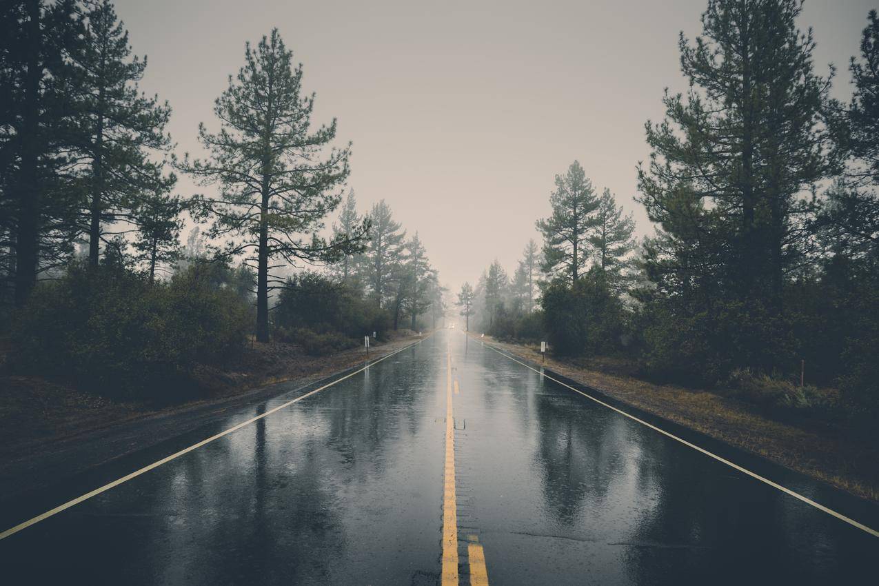 树木湿雨反射景观 湿路 4K高清风景壁纸