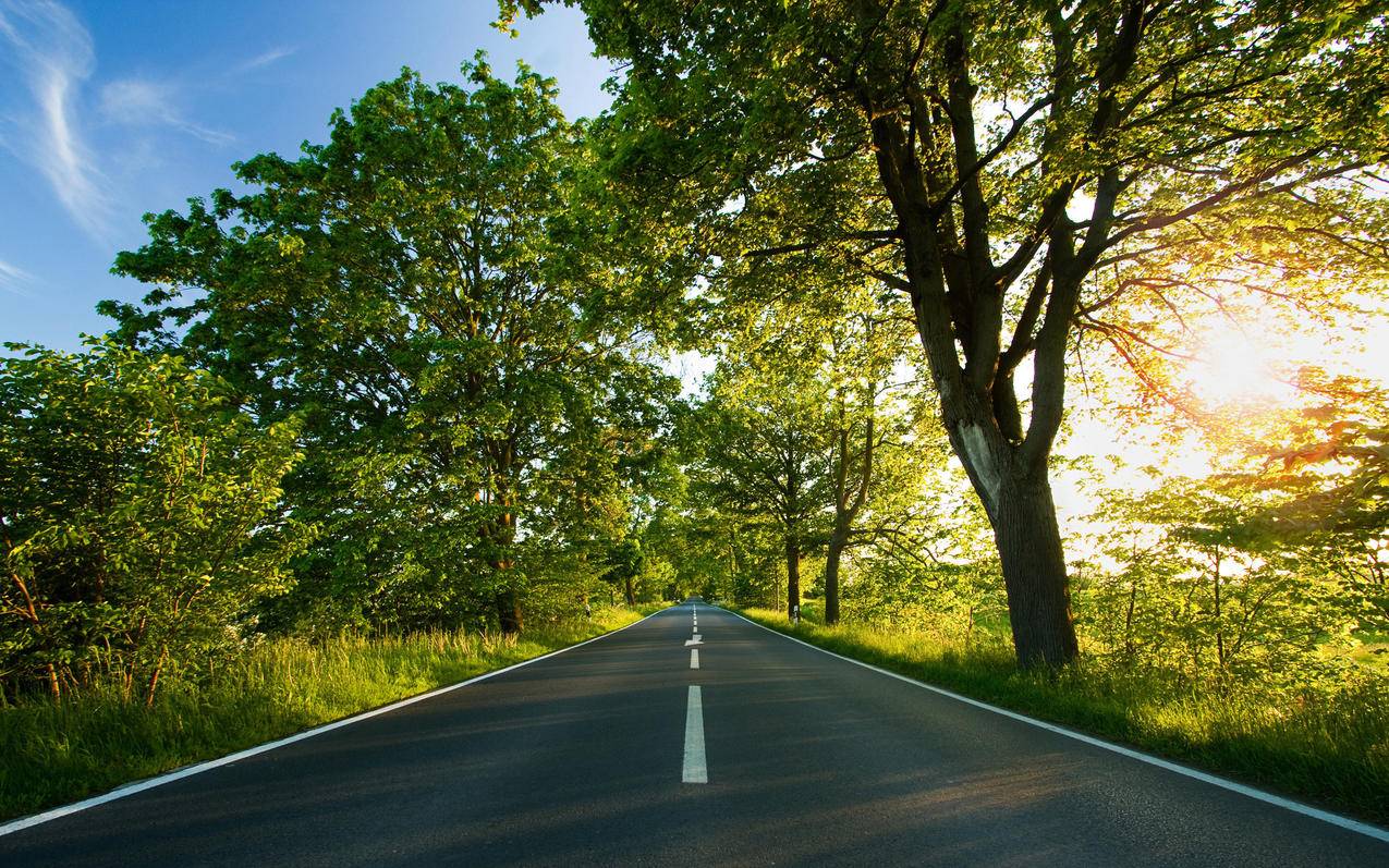 风景道路树木高清壁纸