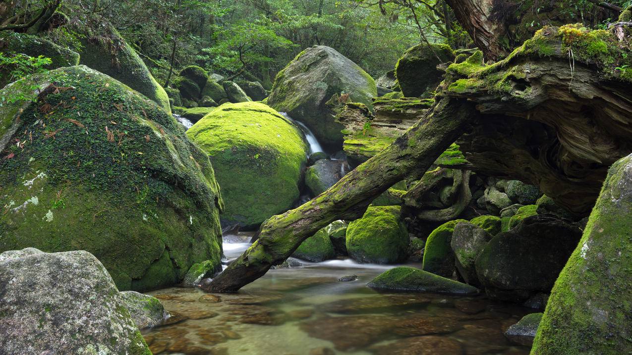 日本屋久岛森林风景4k壁纸