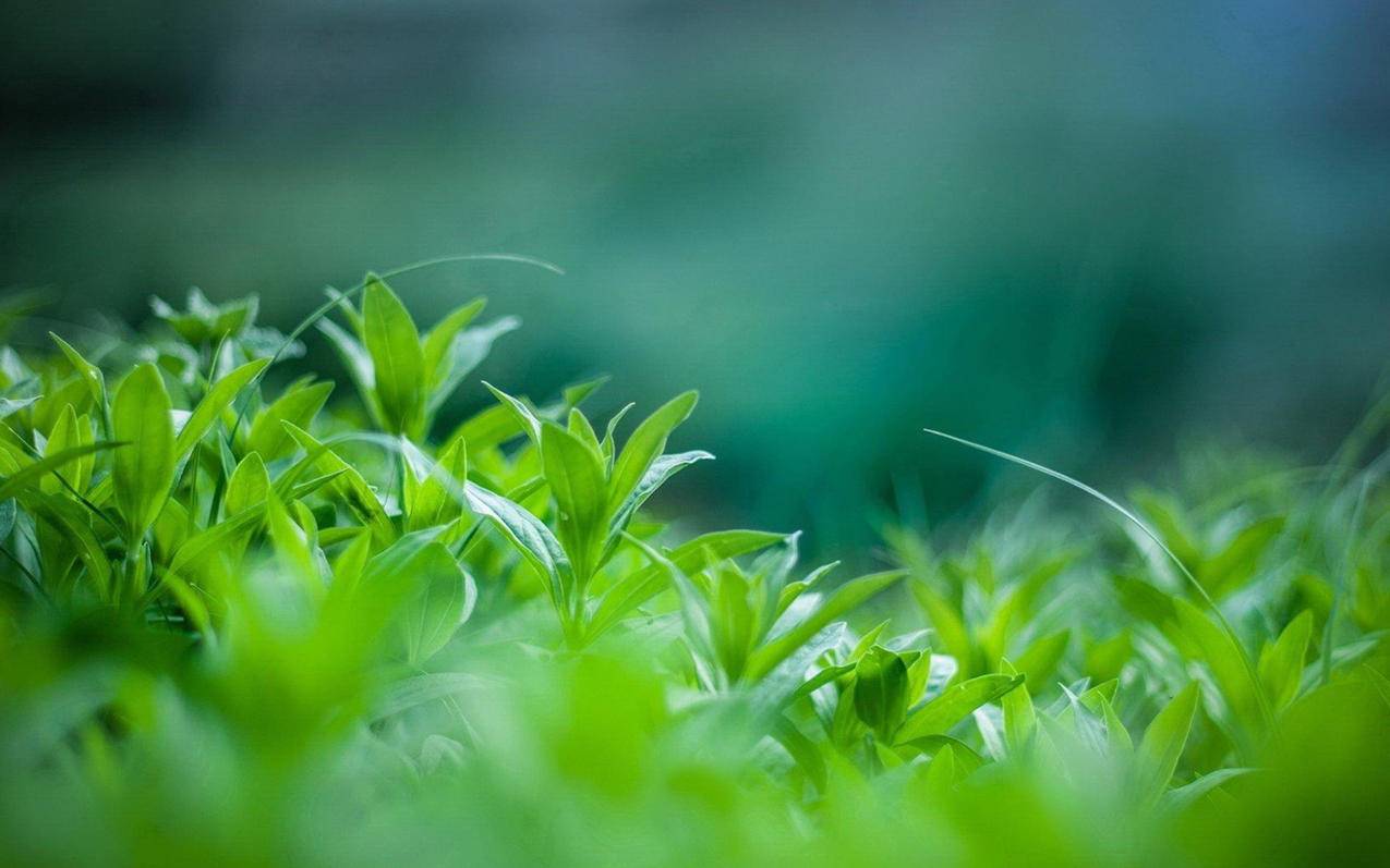 小清新护眼草地高清壁纸