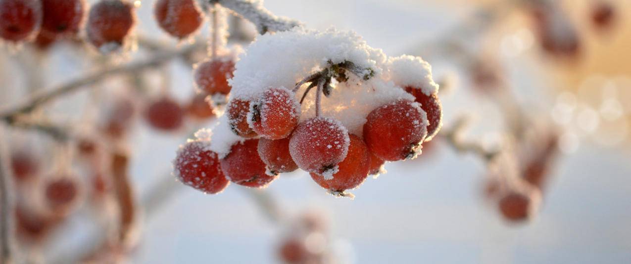 植物 果实 冬季 雪 5k植物壁纸