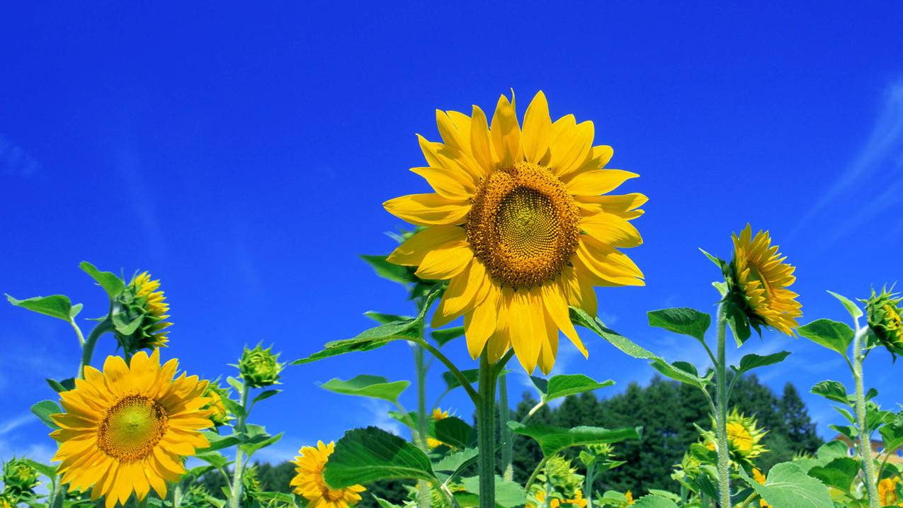 太阳花向日葵5k壁纸