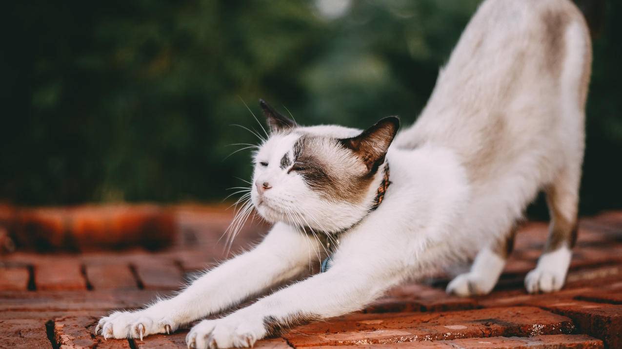 猫 伸懒腰 4K动物壁纸