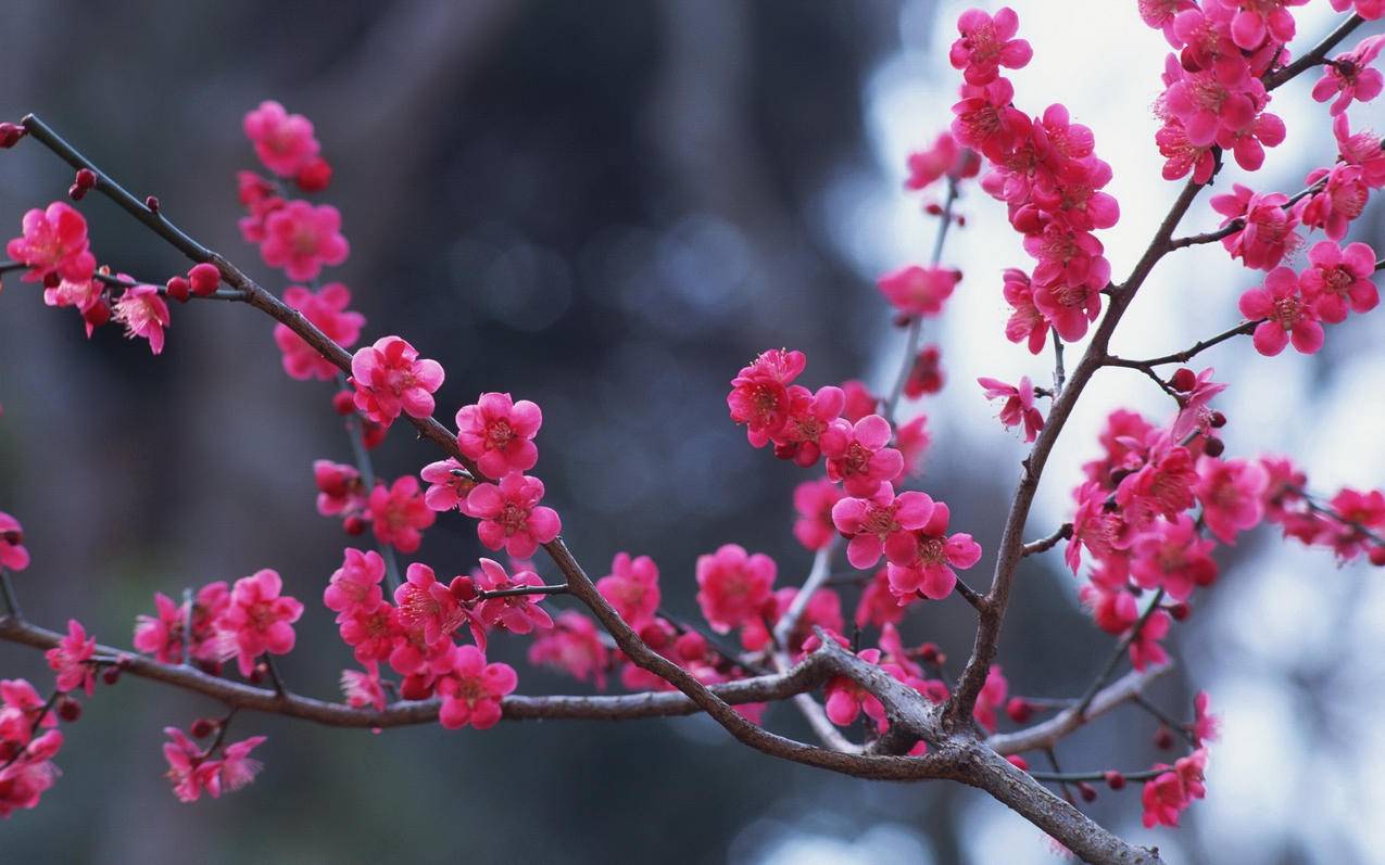 小清新清新淡雅梅花高清壁纸