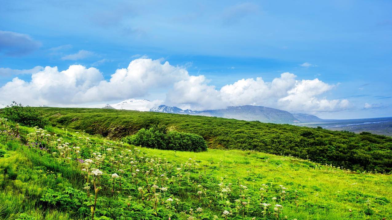 风景草地养眼高清壁纸