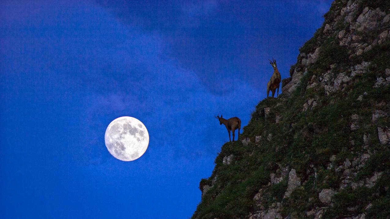 完美的时刻德国月亮山羊风景4k壁纸