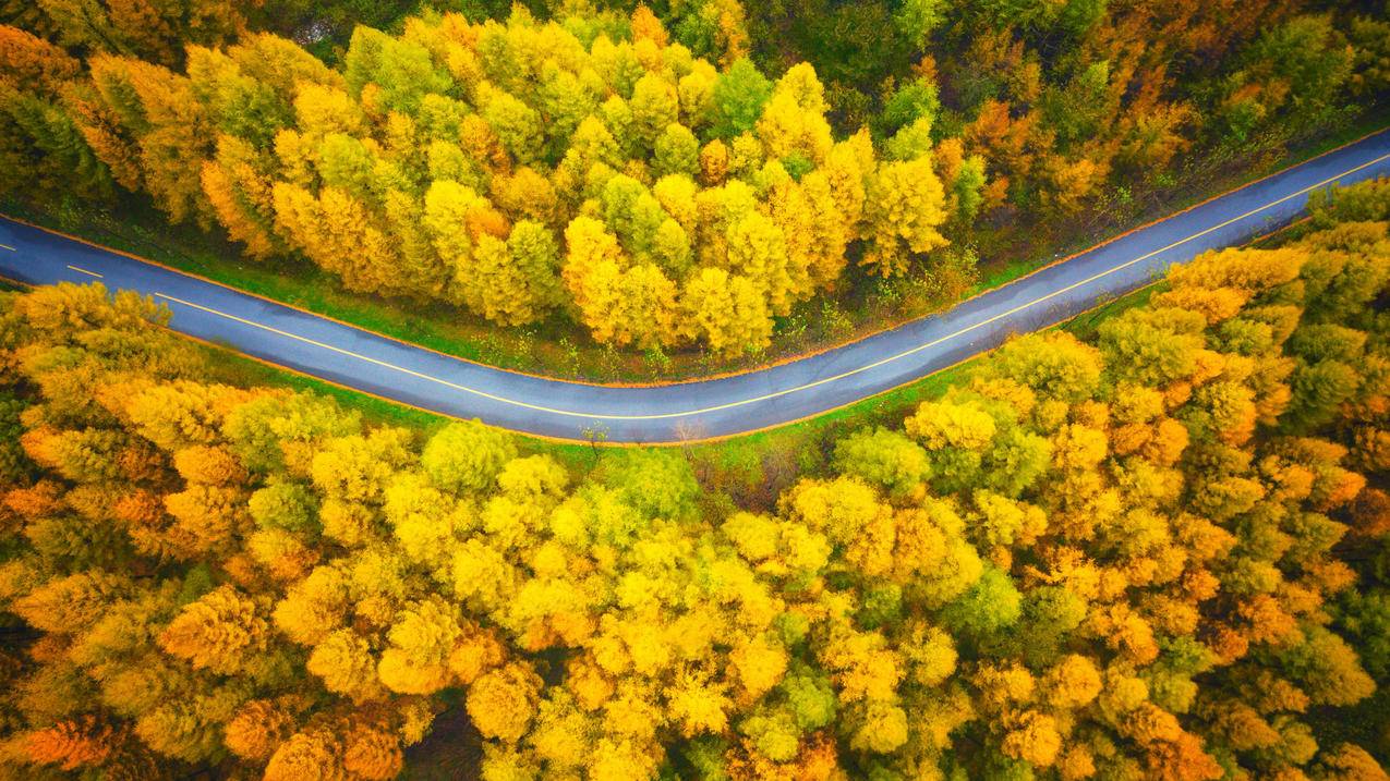 秋天 公路 4k 风景 壁纸