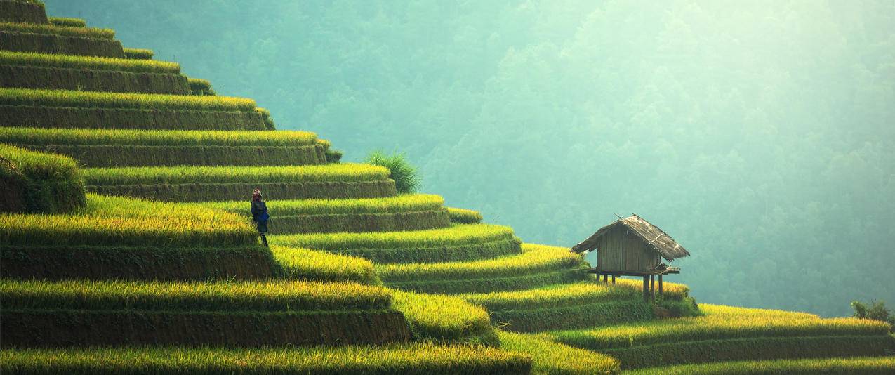 秋天梯田水稻风景带鱼屏壁纸