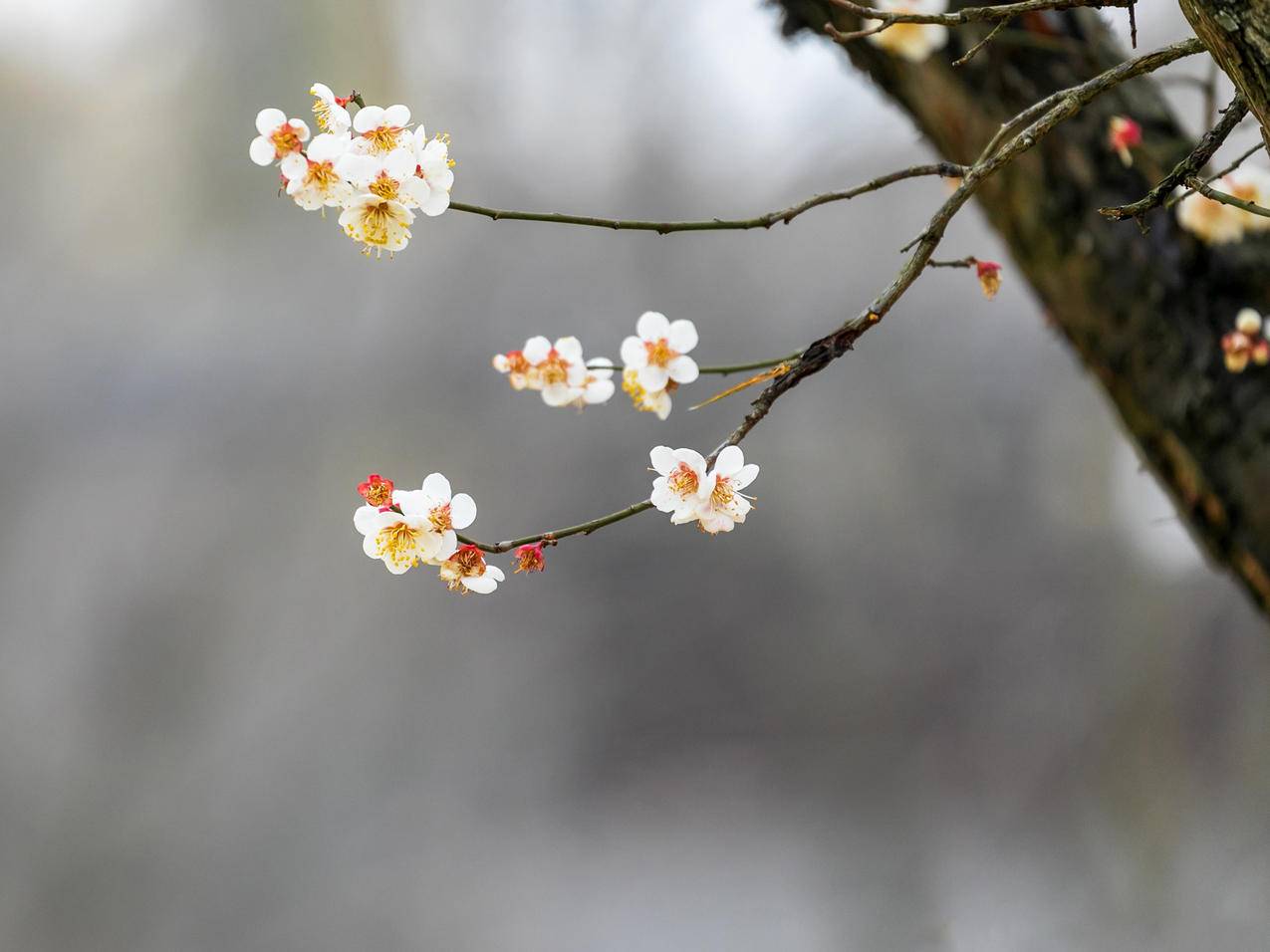 春天 树 花 春韵 风景 平板壁纸