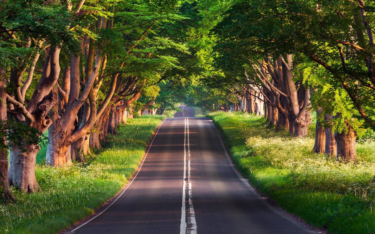 美丽的森林公路风景超清2K壁纸 2560x1600