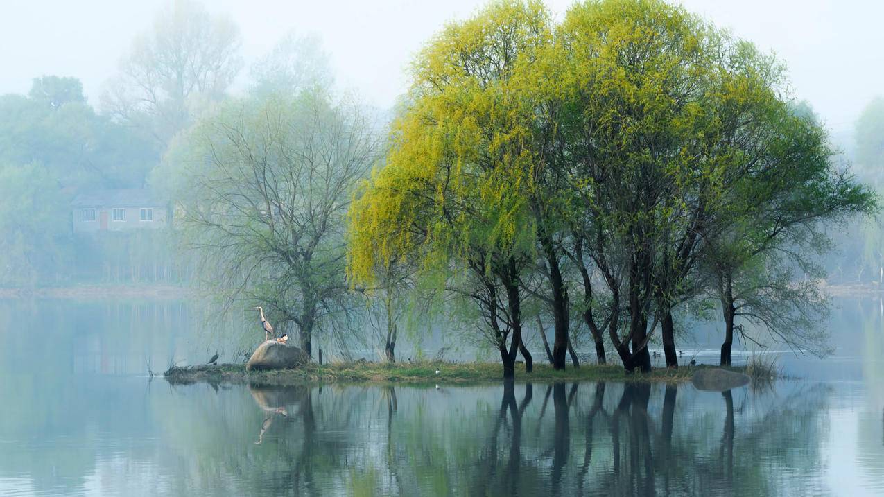 树 水面 乡村 4k风景