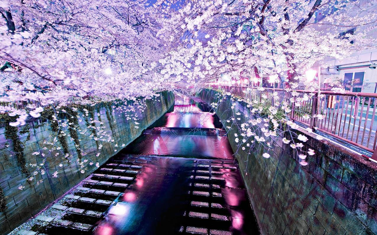 风景自然风光意境炎炎夏日樱花高清壁纸
