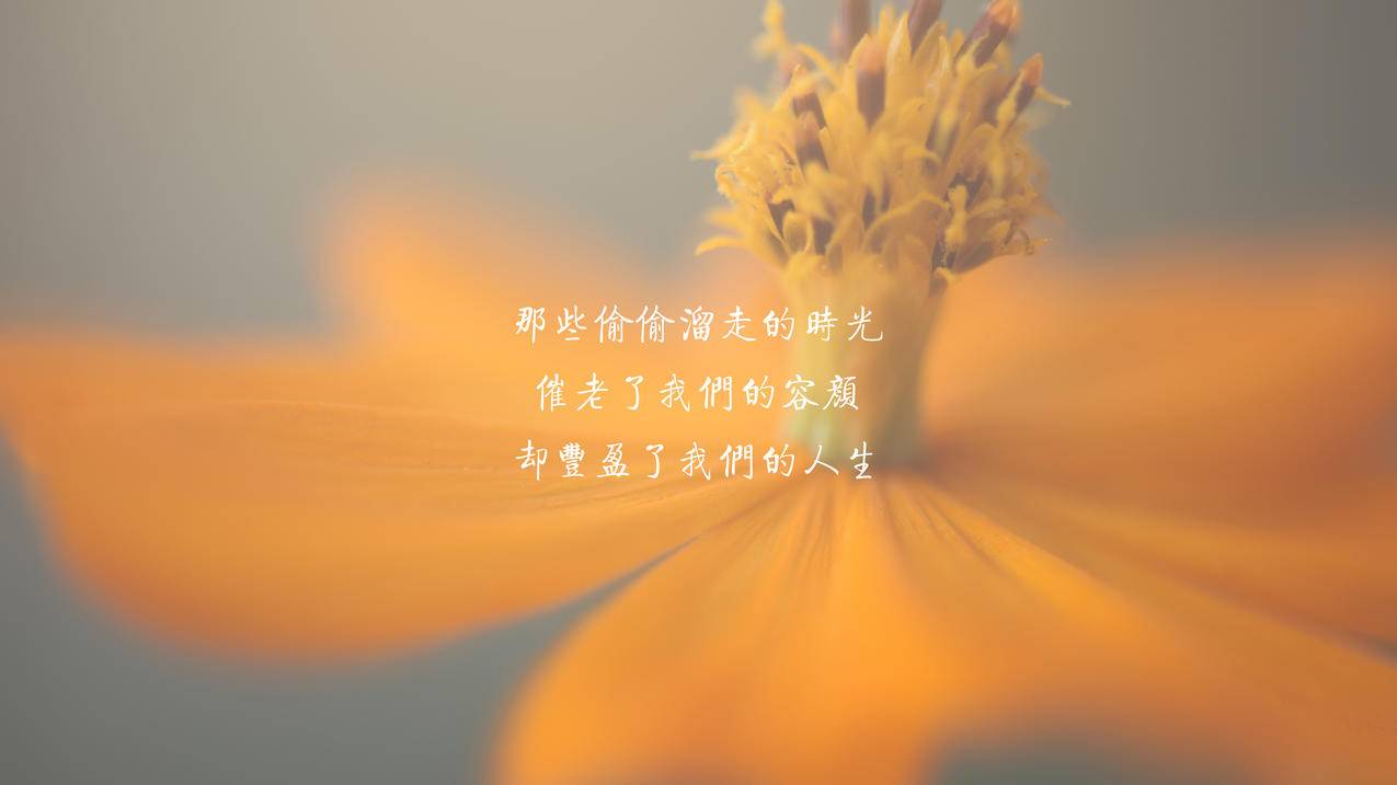 文字唯美花卉时光4k壁纸