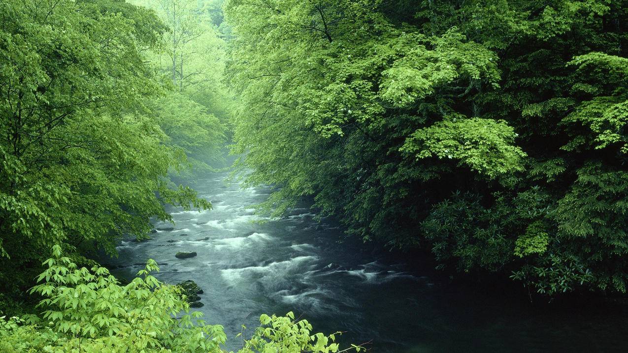 风景自然风光河流森林高清壁纸