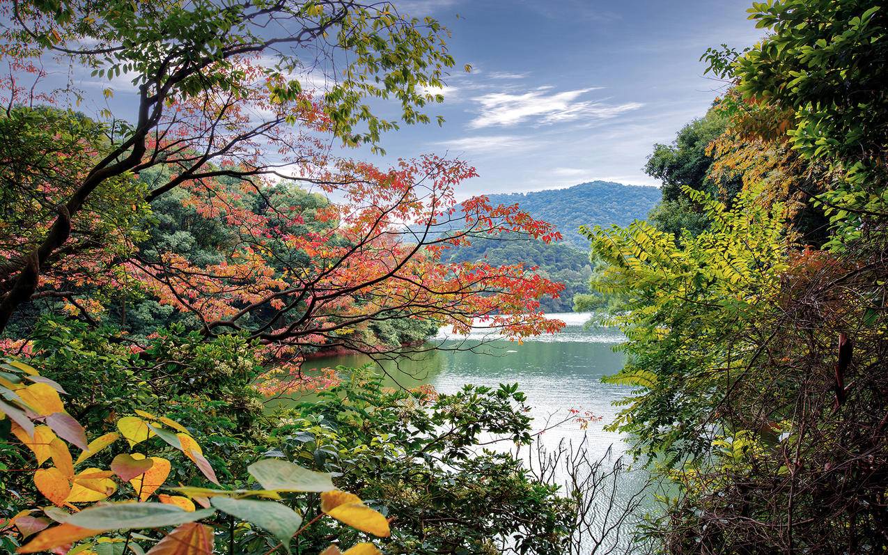 风景自然风光森林河流高清壁纸