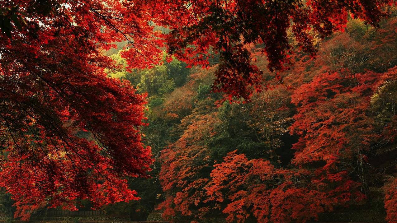 风景美如画蓝天心旷神怡山脉山川山绿色壮观红叶高清壁纸