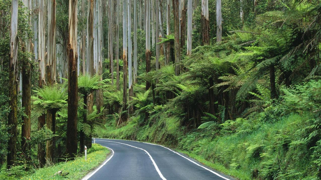 风景道路公路植物森林高清壁纸