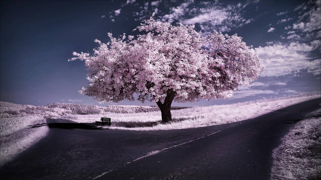 冬季风景 天空 树 道路 4K高清壁纸