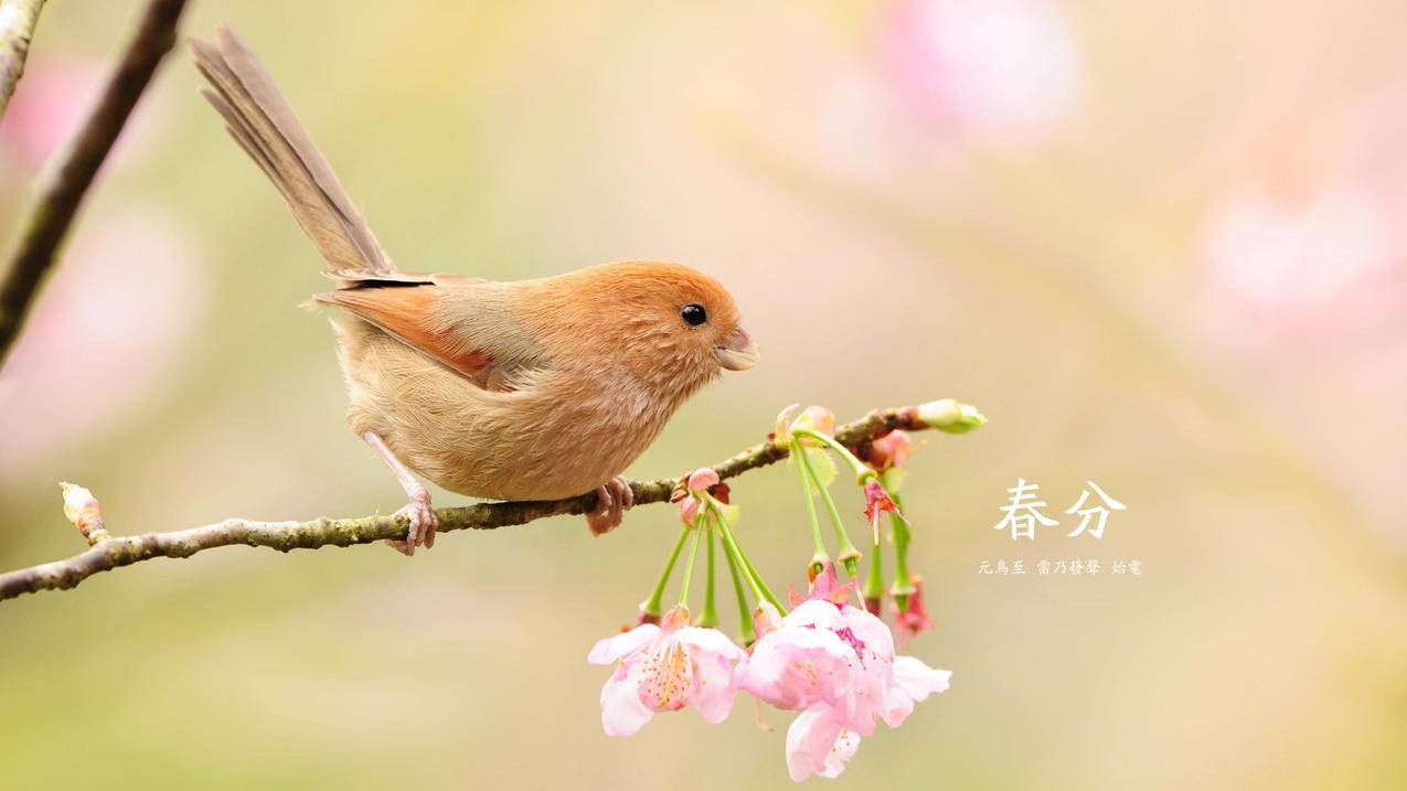 小鸟桃花5k壁纸