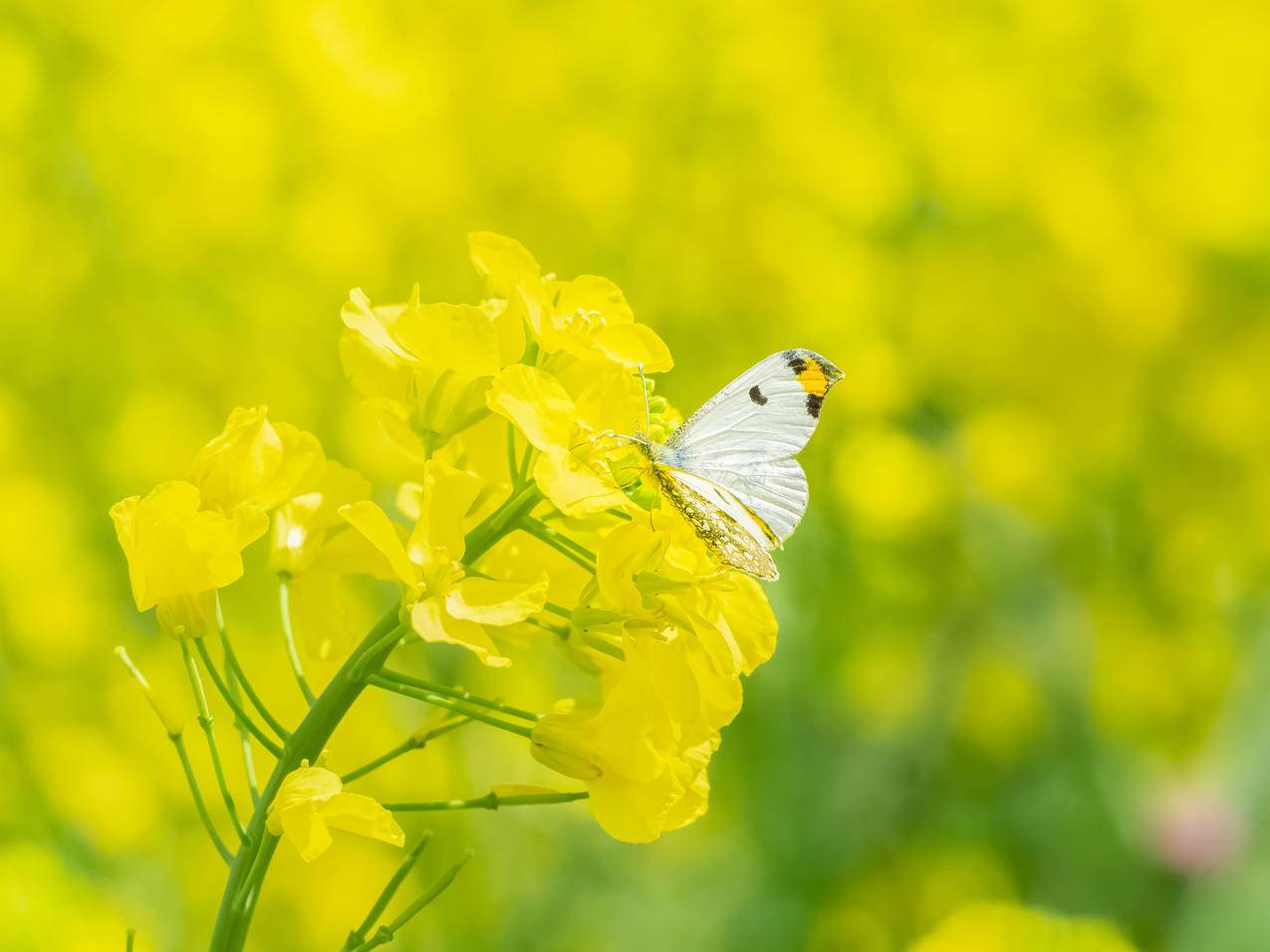 油菜花 蝴蝶 4k壁纸