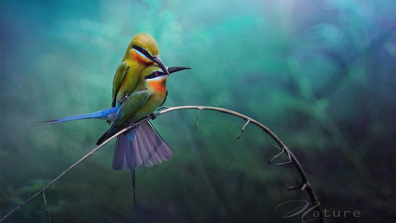 爱情美图唯美温馨鸟动物的爱浪漫高清壁纸