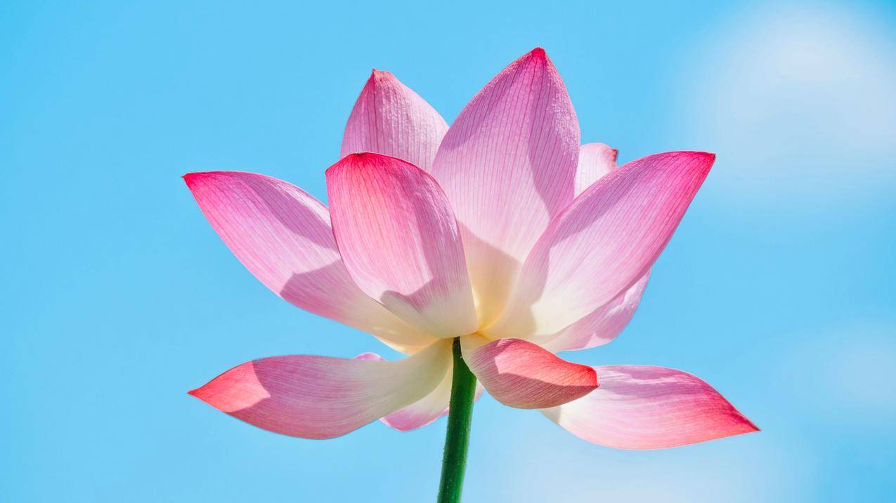 粉色荷花 盛开花瓣 4K壁纸