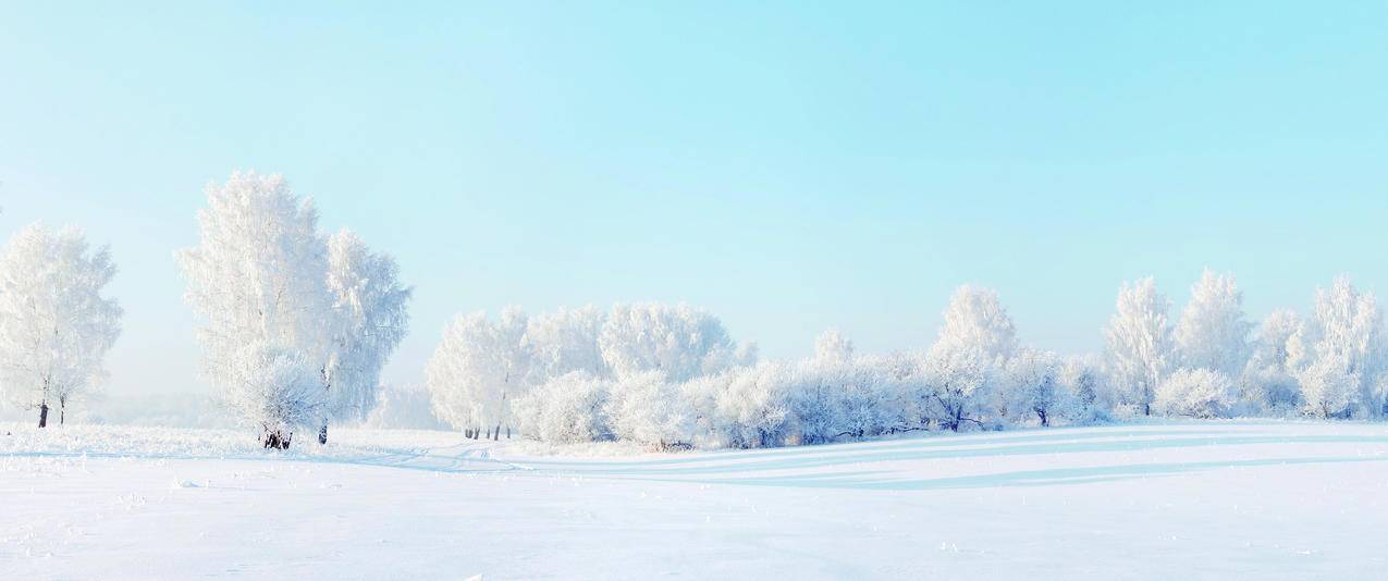 冬天雪景树雪地3440x1440带鱼屏壁纸