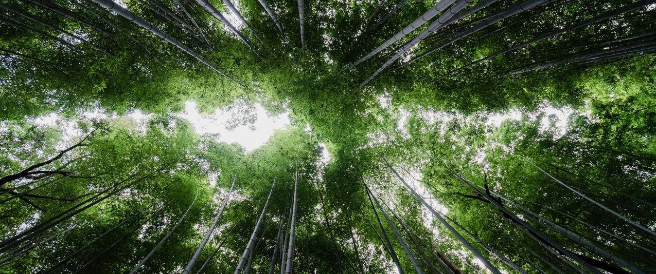 茂密竹林自然天空风景带鱼屏壁纸