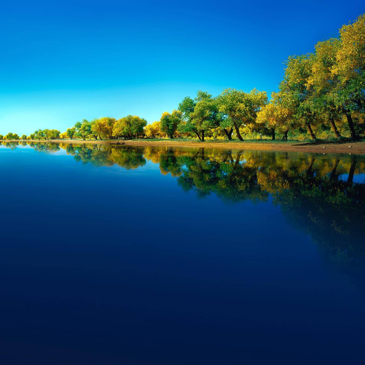 蓝天 湖水 树 风景 华为 平板电脑壁纸