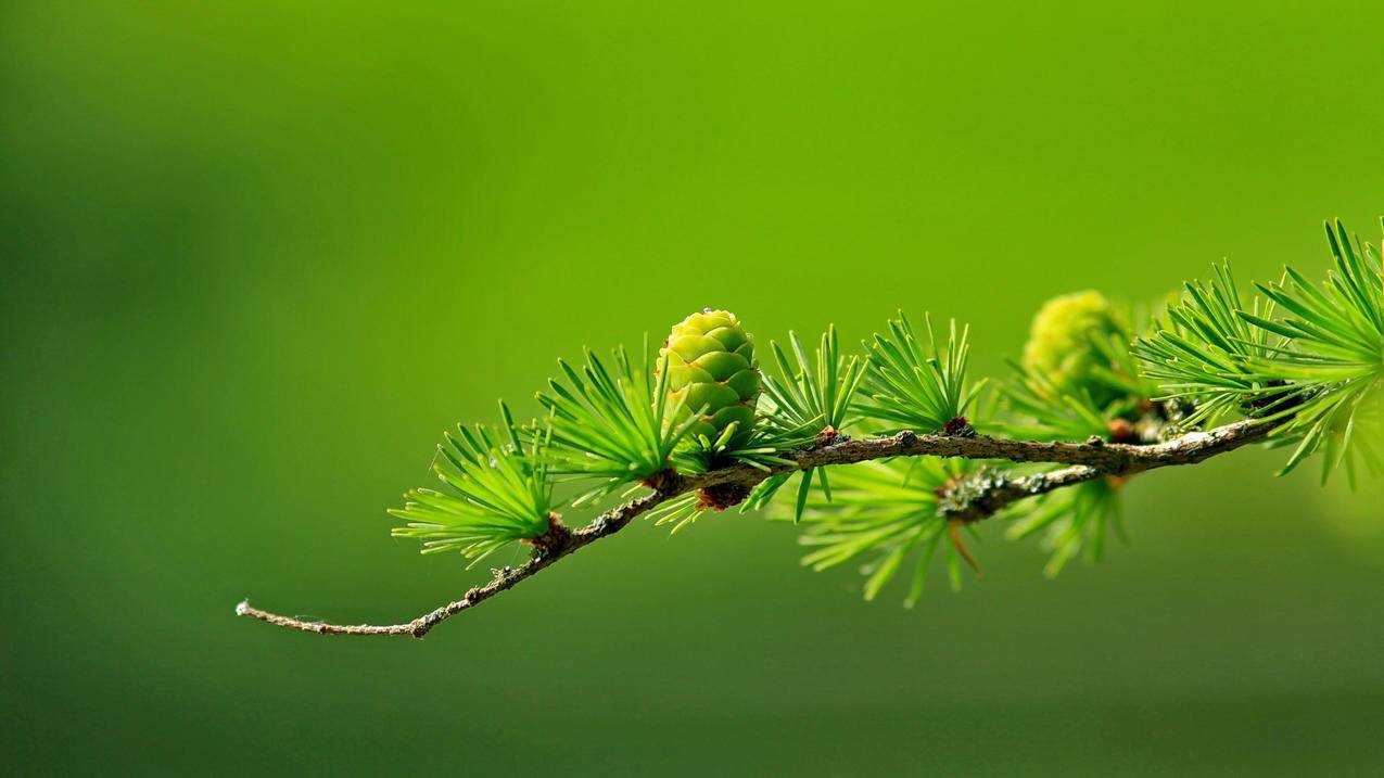 绿色植物护眼树枝4k壁纸