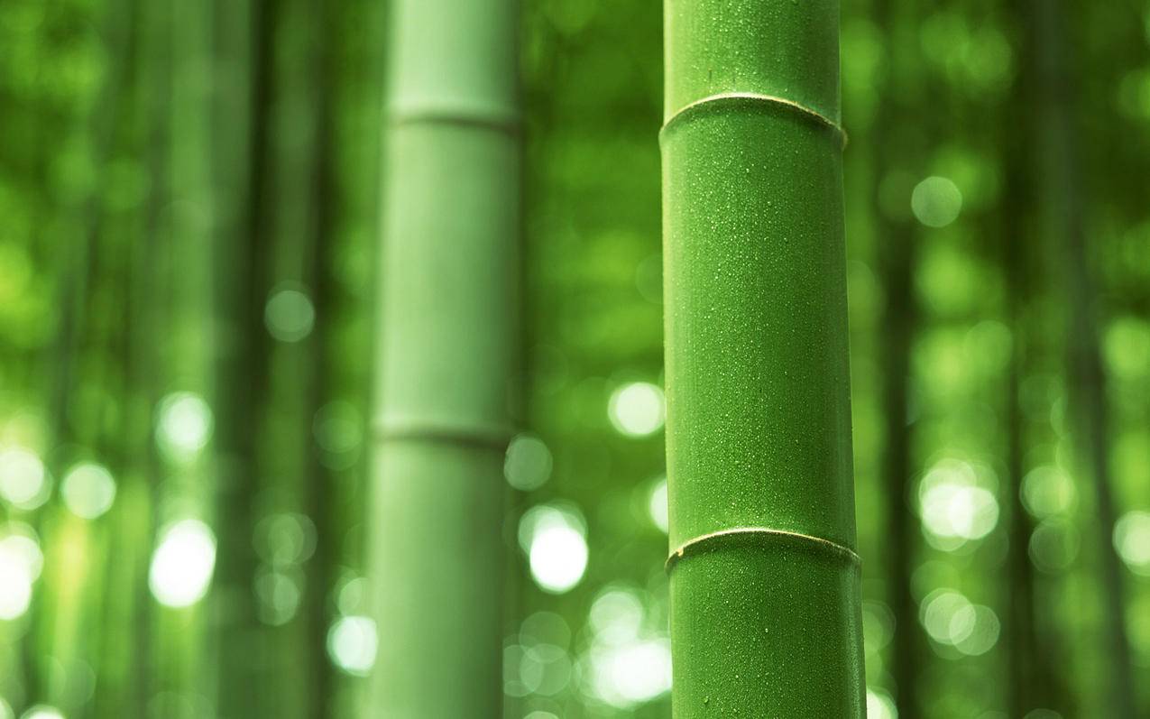 小清新护眼绿色竹子竹林高清壁纸