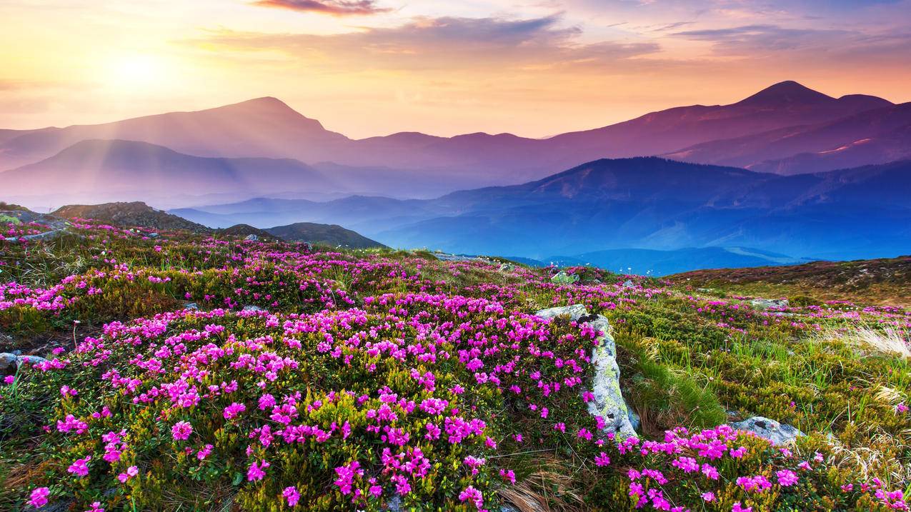 阳光自然花场花圃天空自然美景4k壁纸