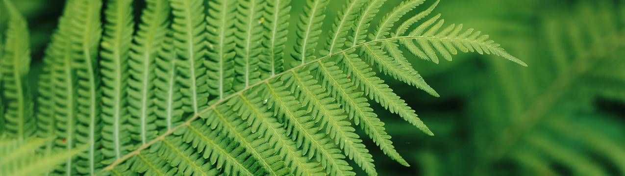 绿色蕨类植物5120x1440超宽屏护眼壁纸