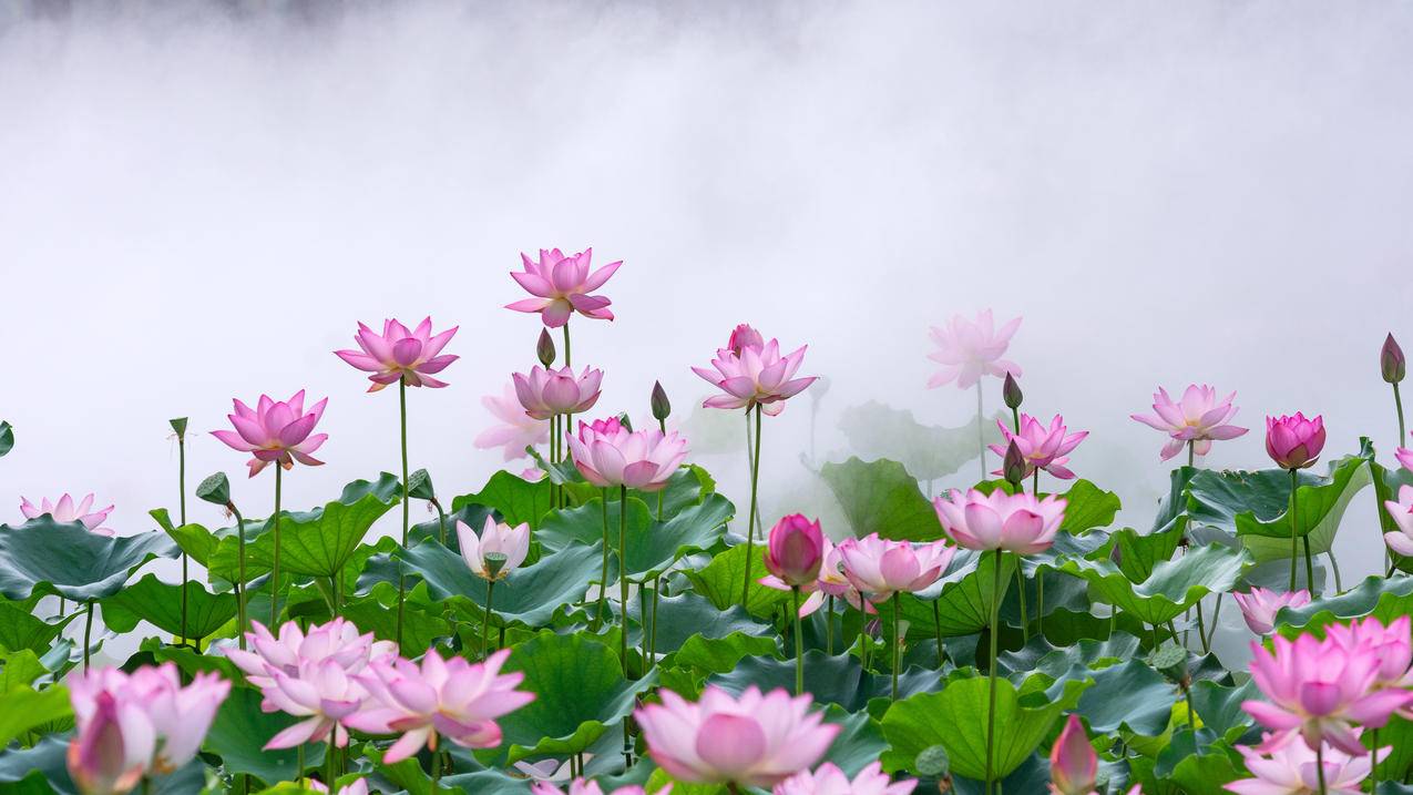 雾中的莲花4k电脑壁纸3840x2160