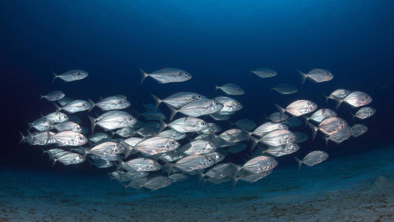 动物深海鱼群4k高清壁纸 图片编号212 壁纸网